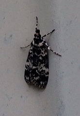 Scoparia exhibitalis