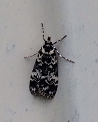 Scoparia exhibitalis