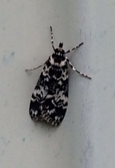 Scoparia exhibitalis