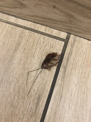 Periplaneta americana