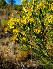 Ericameria pinifolia
