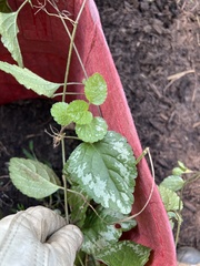 Lamium galeobdolon argentatum