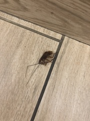 Periplaneta americana