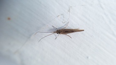 Trichoptera