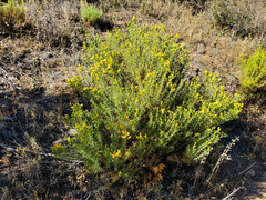 Ericameria pinifolia
