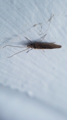 Trichoptera