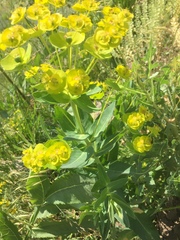 Euphorbia esula