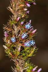 Andersonia caerulea