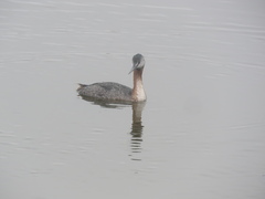 Podiceps major