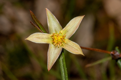 Hibbertia cunninghamii