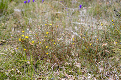 Hibbertia cunninghamii