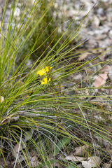 Hibbertia cunninghamii