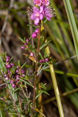 Hypocalymma robustum