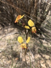 Diuris corymbosa