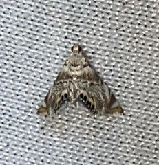 Eoparargyractis irroratalis