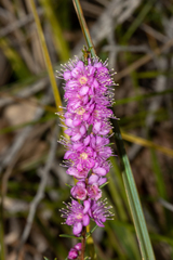 Hypocalymma robustum