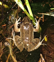 Leptodactylus melanonotus