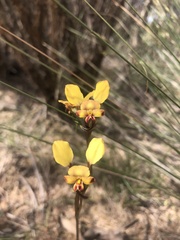 Diuris corymbosa