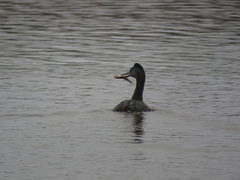 Podiceps major