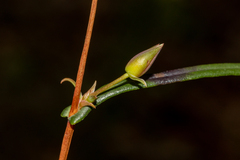Hibbertia cunninghamii