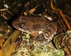 Leptodactylus melanonotus