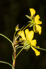Hibbertia cunninghamii