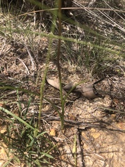 Diuris corymbosa