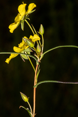 Hibbertia cunninghamii