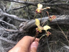 Diuris corymbosa