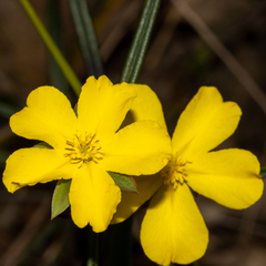 Hibbertia cunninghamii