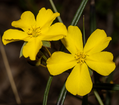 Hibbertia cunninghamii