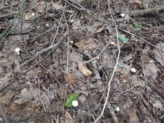 Cuphophyllus virgineus