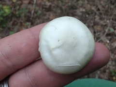 Cuphophyllus virgineus