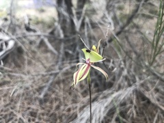 Caladenia roei