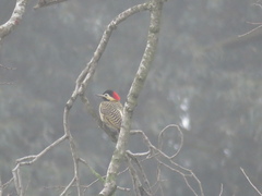 Colaptes melanochloros