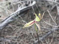 Caladenia roei