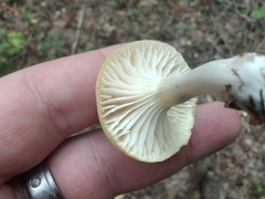 Cuphophyllus virgineus