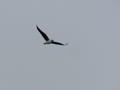 Chroicocephalus cirrocephalus