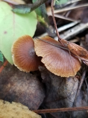 Pholiotina rugosa