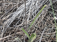 Caladenia roei