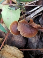 Pholiotina rugosa