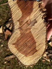 Juniperus virginiana