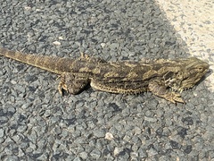 Pogona barbata