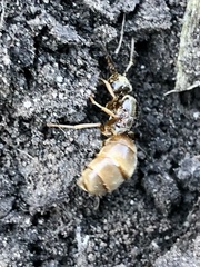 Lasius neoniger
