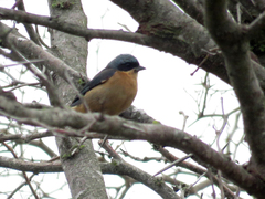 Pipraeidea melanonota