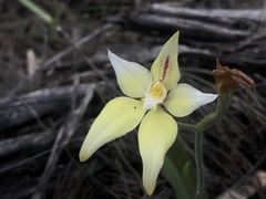 Caladenia flava