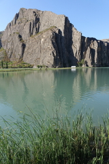 Schoenoplectus tabernaemontani