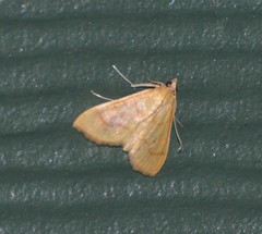 Helvibotys helvialis