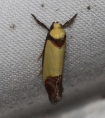 Crepidosceles timalphes