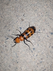 Cissites auriculata